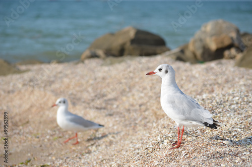 White seagull walking on the shelly seashore