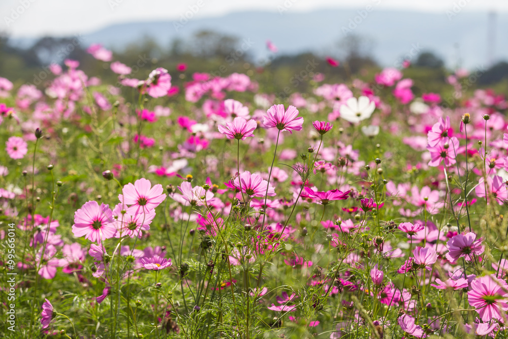 Pink cosmos flower