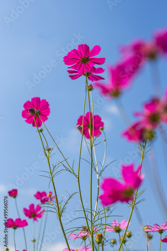 Pink cosmos flower