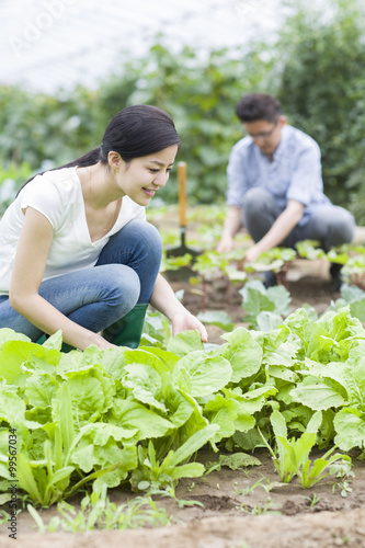 Young couple picking vegetables