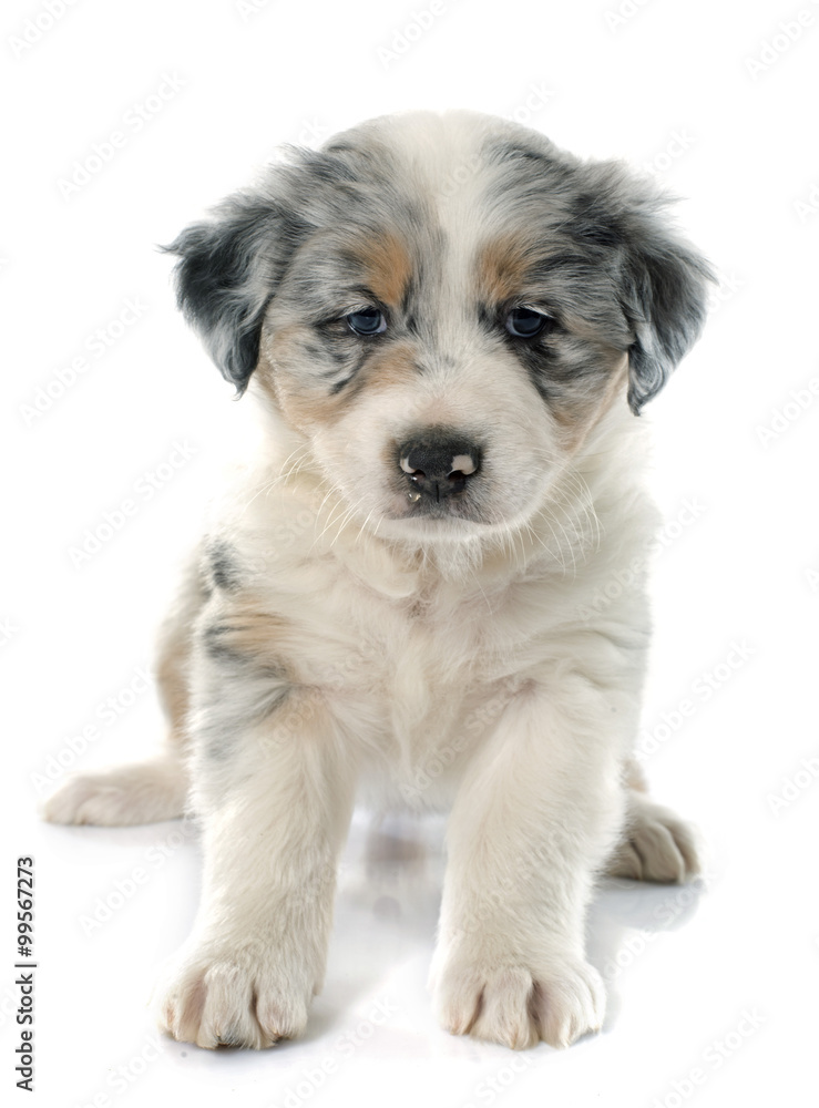 puppy australian shepherd puppy australian shepherd