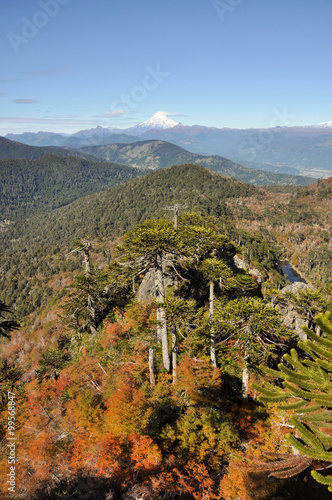 Trekking in Reserva El Cani, near Pucon, Chile photo