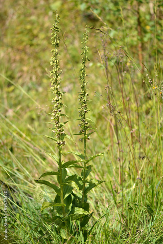 Fototapeta Naklejka Na Ścianę i Meble -  Broad-leaved helleborine (Epipactis helleborine) plant in flower. A plant in the orchid family growing wild amongst other vegetation
