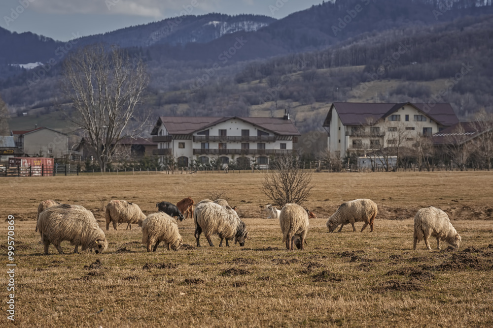 Fototapeta premium Grazing sheep flock