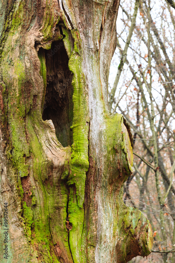 Obraz premium Old tree trunk detail in forest