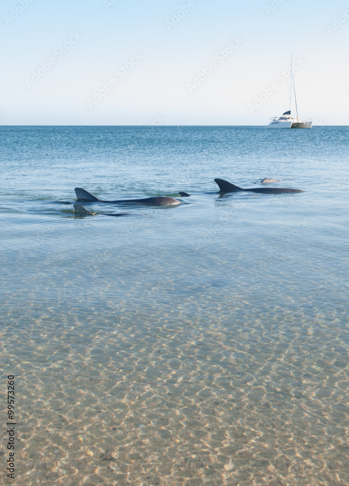Fototapeta premium Monkey Mia, Australia, 07/02/2014, Wild dolphins playing around in the shallow waters at the beach