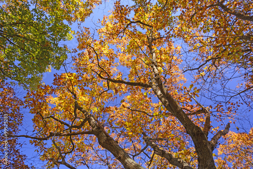 Looking up into the Fall Canopy