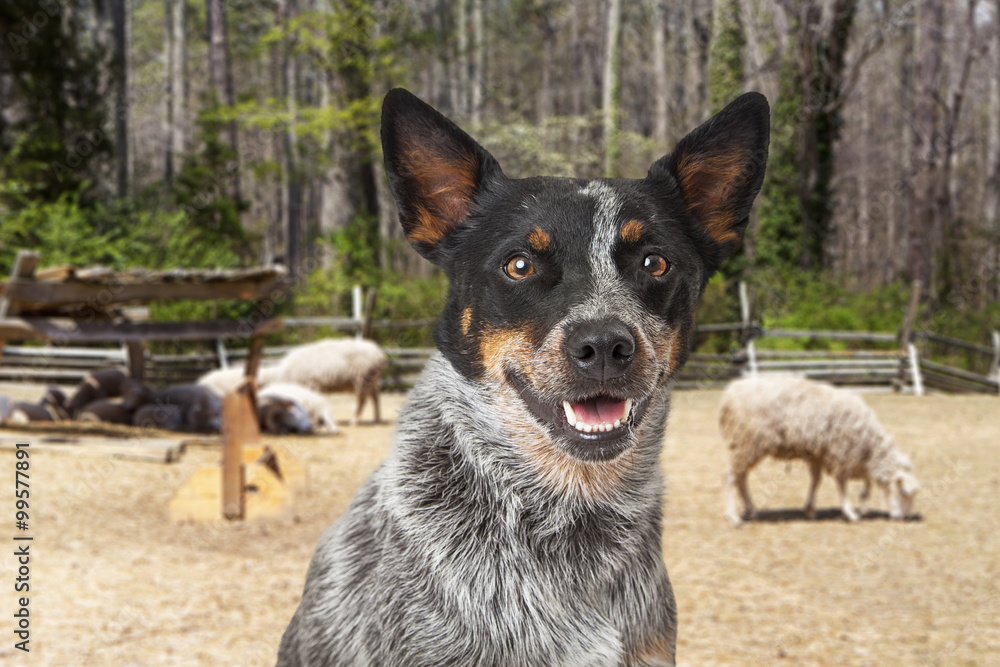 Australian Cattle Dog With Sheep in Background Australian Cattle Dog With Sheep in Background