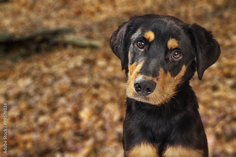 Closeup of Rotweiller Puppy in Autumn Leaves