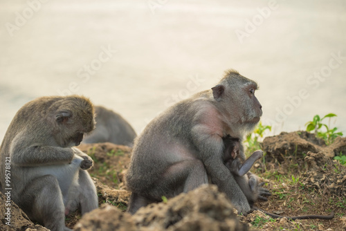Wild monkey family mom baby wildlife habitat © cienpies