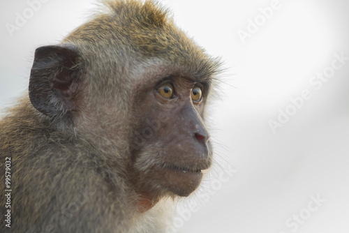 Wild monkey face wildlife ecotourism animal