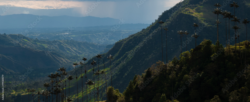 Green valley with tall palm trees in Valle de Cocora under cloudy sky