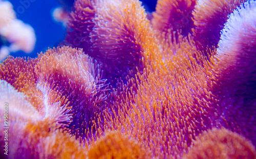 Valokuva coral in deep blue sea