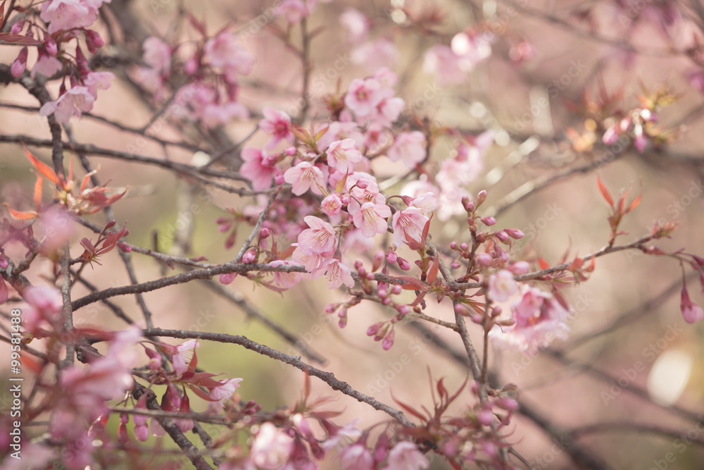 Wild Himalayan Cherry spring blossom Wild Himalayan Cherry spring blossom