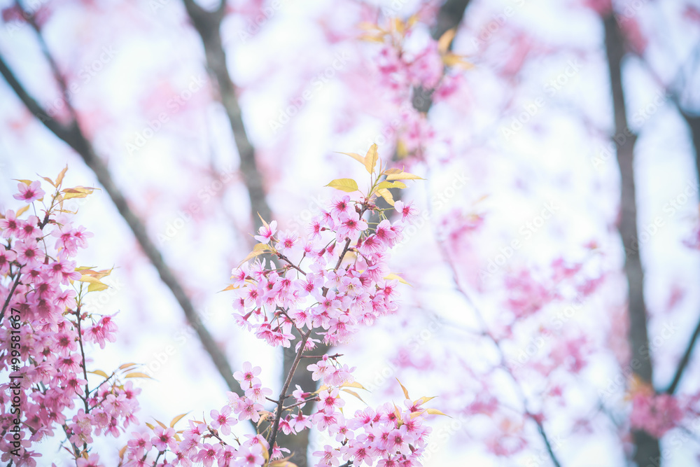 Wild Himalayan Cherry spring blossom Wild Himalayan Cherry spring blossom