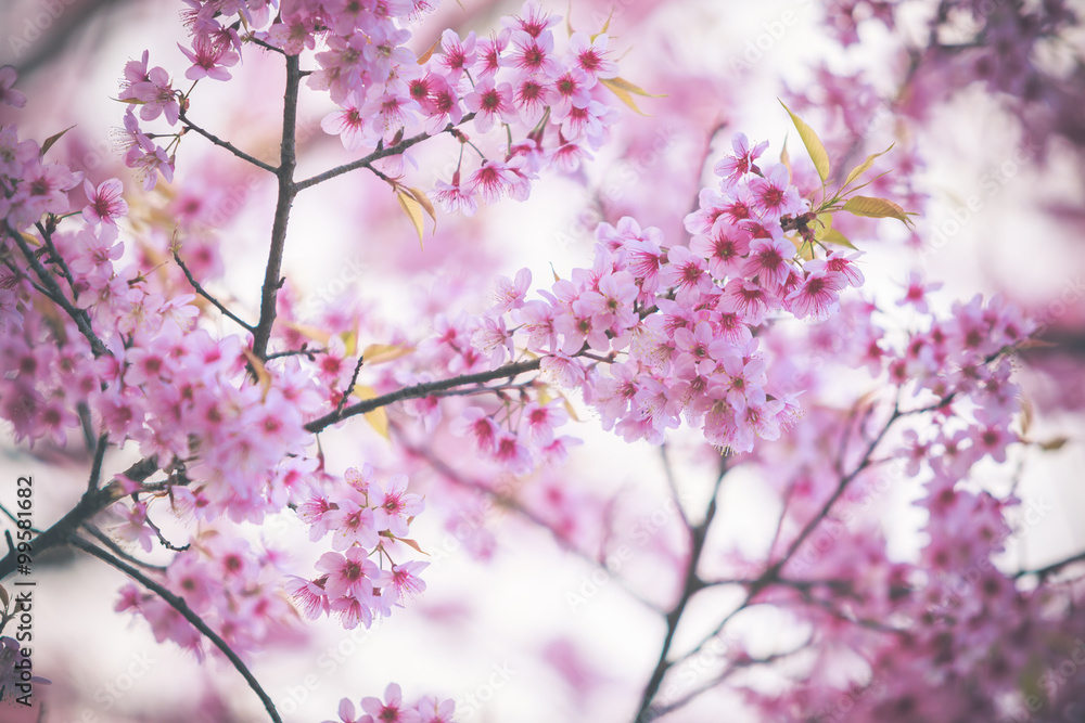 Wild Himalayan Cherry spring blossom
