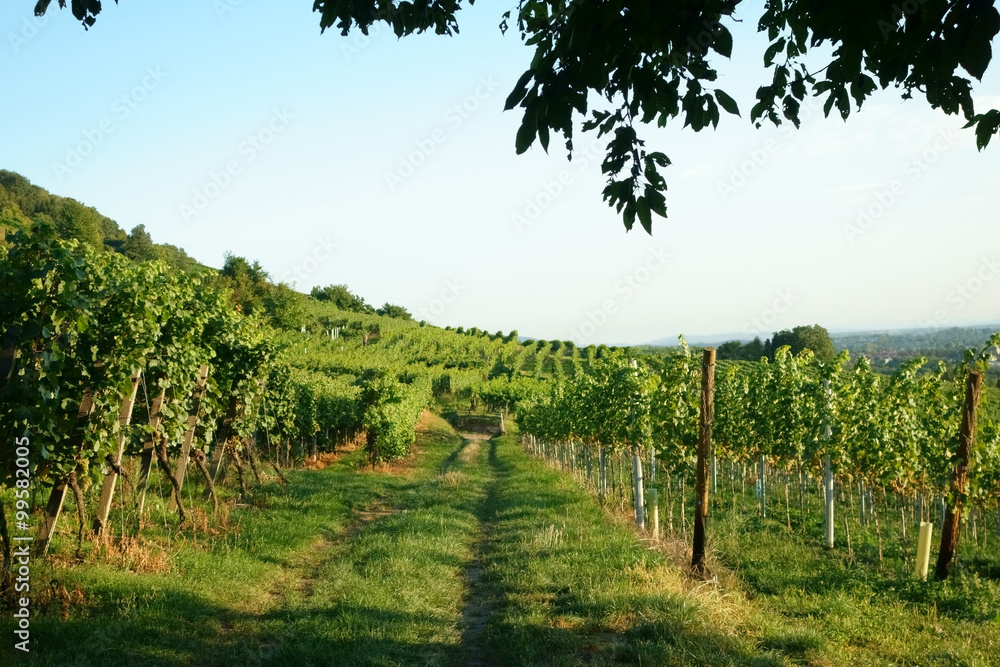 Weinanbau / Wein / Weinberg Hintergrund
