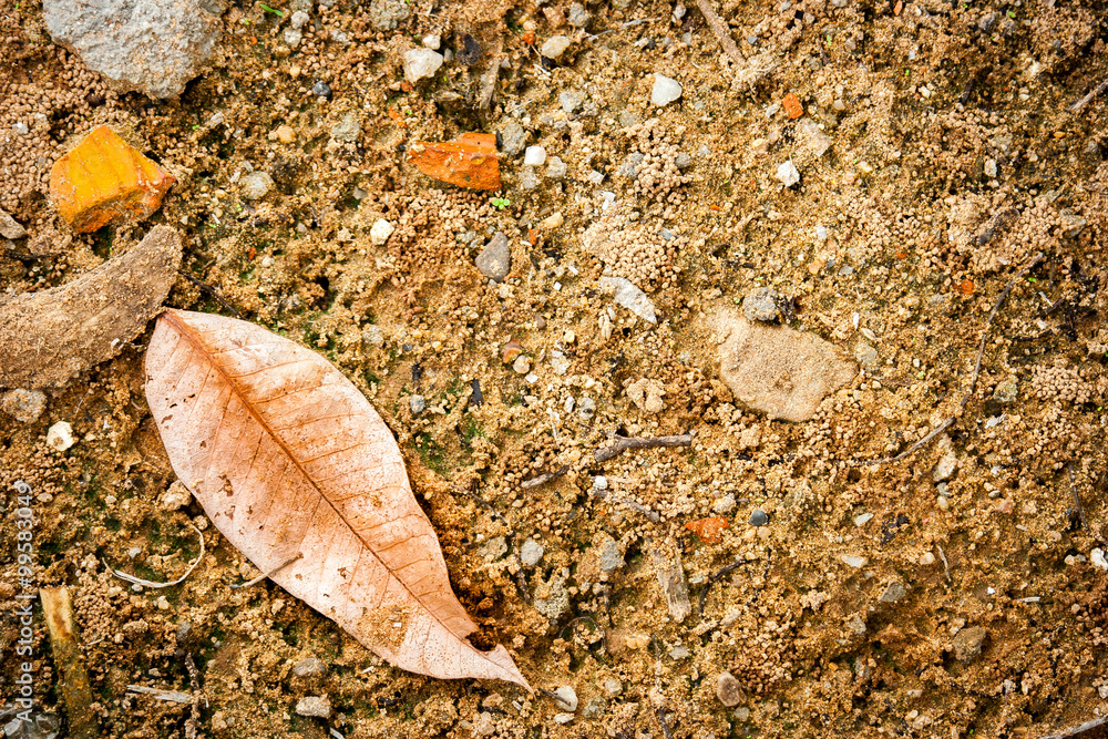 Leaf on the ground.