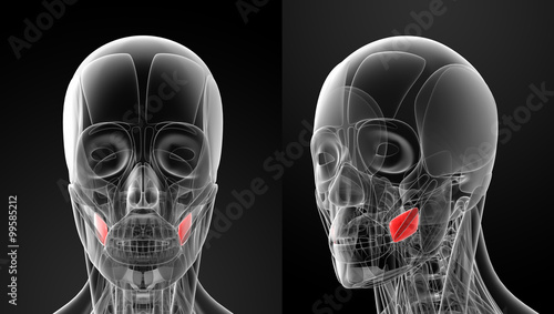 medical illustration of the buccinator photo