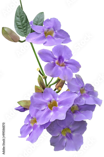 Fototapeta Naklejka Na Ścianę i Meble -  Blue Trumpet Vine Flower