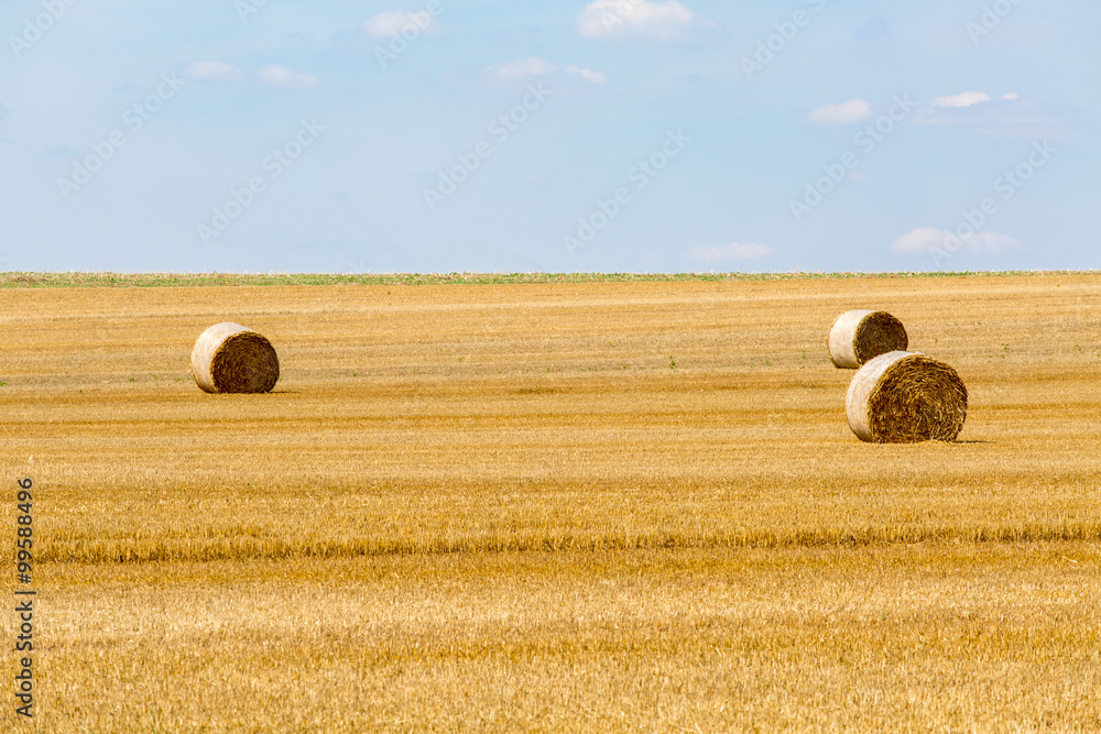 Fototapeta premium Hay bales on the field
