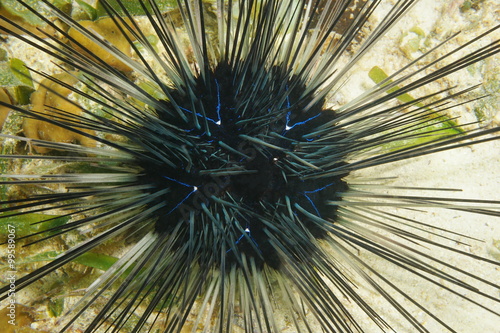 Long spined urchin blue lines viewed from above