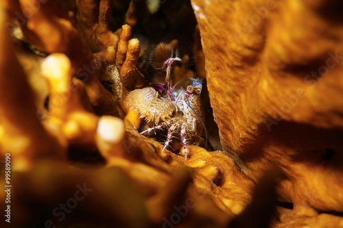 Porcelain crab Petrolisthes waving feeding palps photo