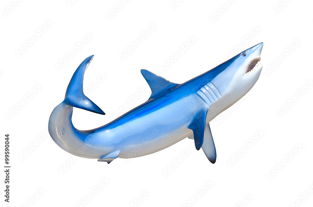 The colorful mako shark, the fastest swimming shark in the world, showing its teeth in a swimming position isolated on a white background