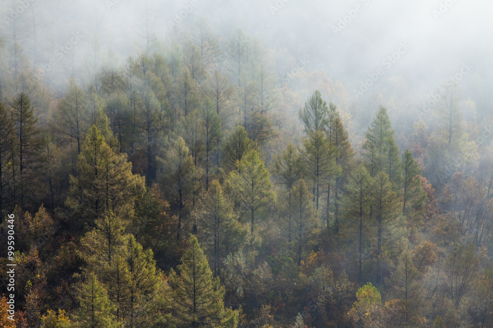 Forest covered by fog in Aershan,China Forest covered by fog in Aershan,China
