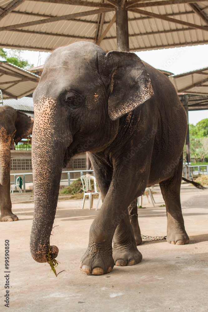 Naklejka premium Elephant show in Thailand.