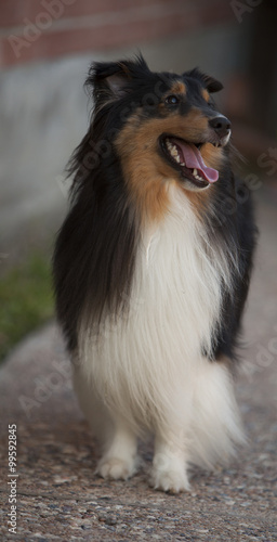 Shetland Sheepdog Pet © paulleong