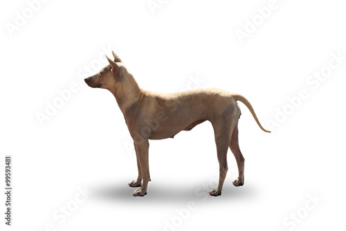 Thai brown dog