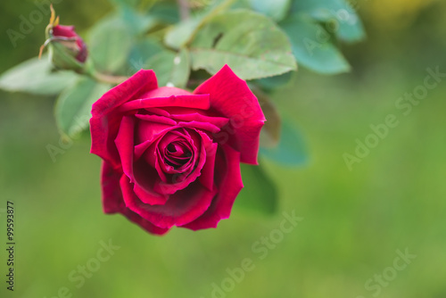 Pink or red rose flower in the garden