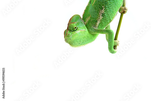 Tableau sur toile chameleon