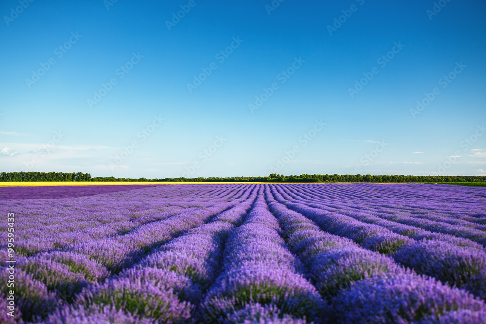 Obraz premium Lavender field in Provence