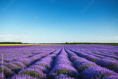 Lavender field in Provence