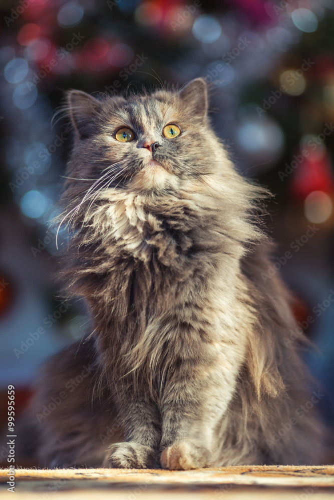 Cute fluffy cat in front of the Christmas tree. Winter holidays