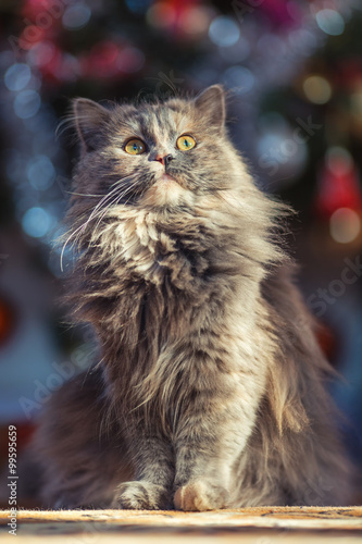 Cute fluffy cat in front of the Christmas tree. Winter holidays