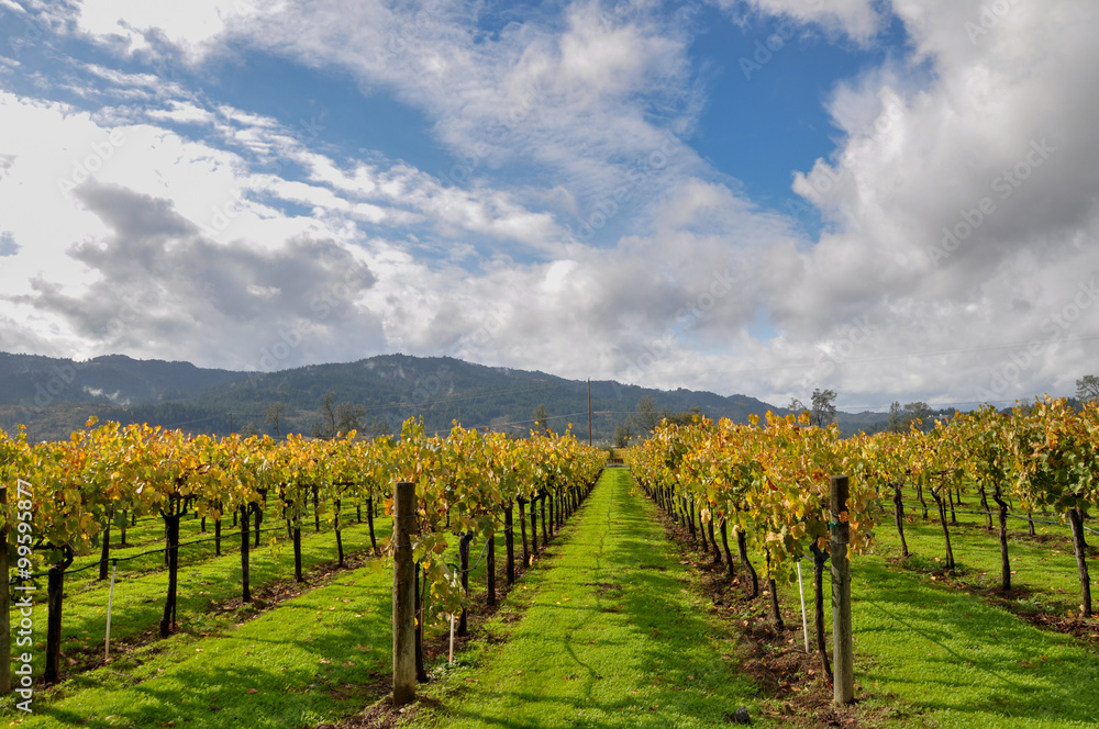 Napa Valley vineyards, California, USA