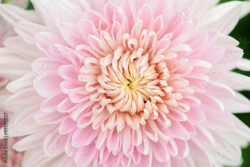 White chrysanthemum flower