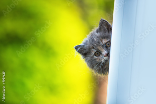 Fototapeta Naklejka Na Ścianę i Meble -  Beautiful grey cat sitting on windowsill and looking outdoor