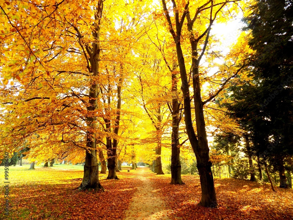 Fototapeta premium Path in forest park in fall