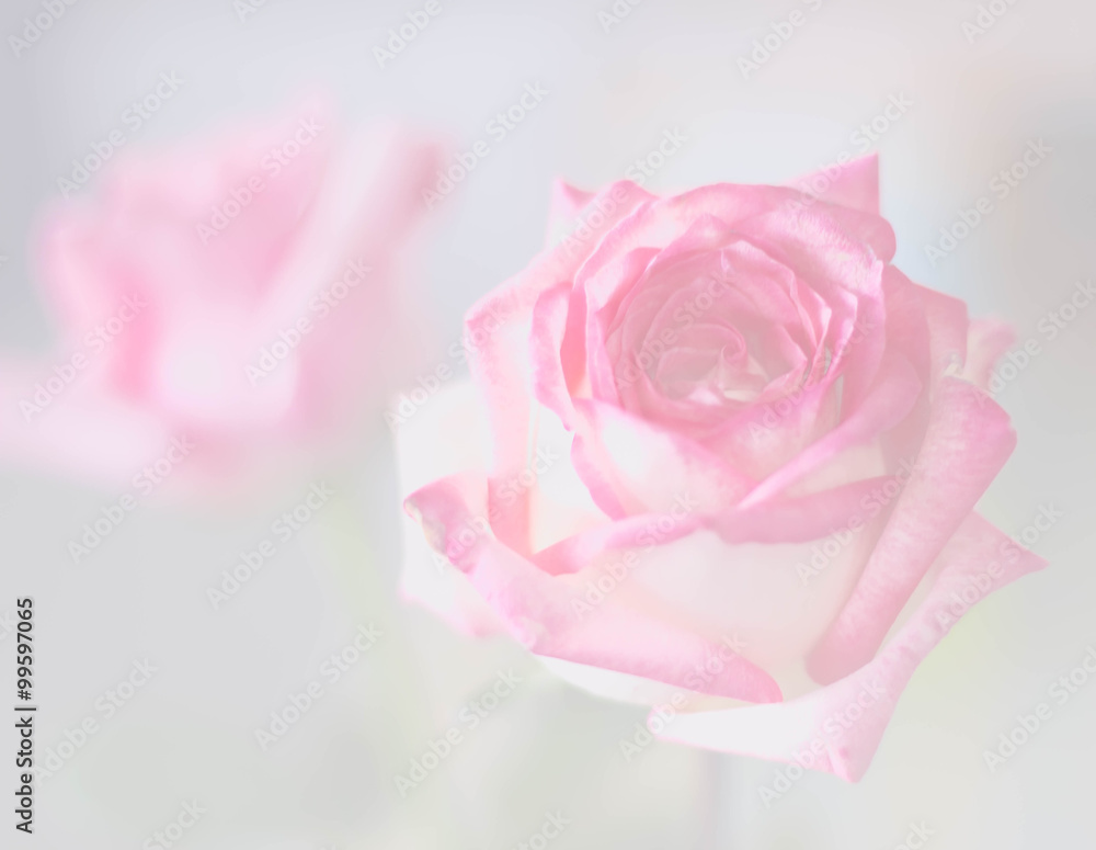 Fototapeta premium pink rose