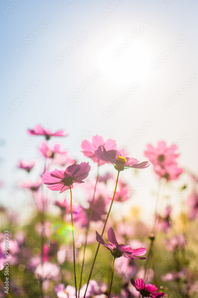 Abatract.Sweet color cosmos flowers in bokeh texture soft blur f
