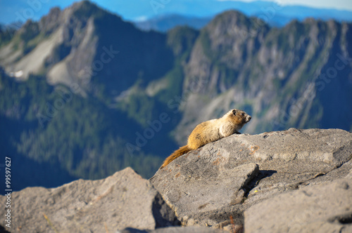 Marmot, Mount Rainier National Park, Washington, USA