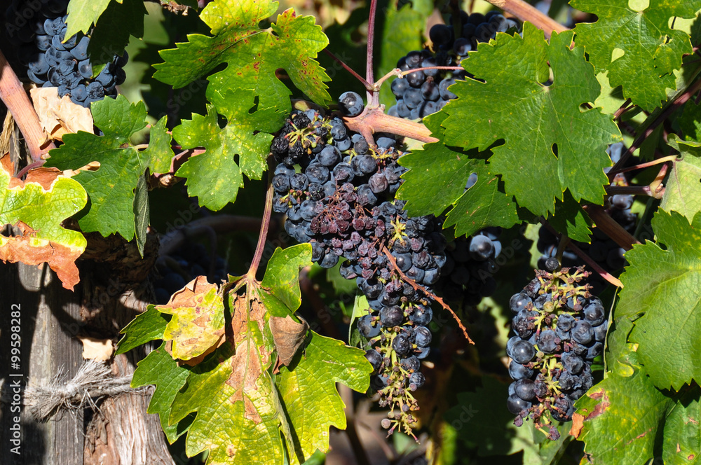 Grapes in wineyard, Napa Valley, California, USA