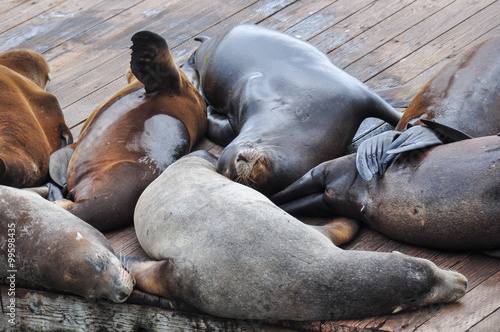 Pier 39 full of sea lions, San Francisco, California, USA