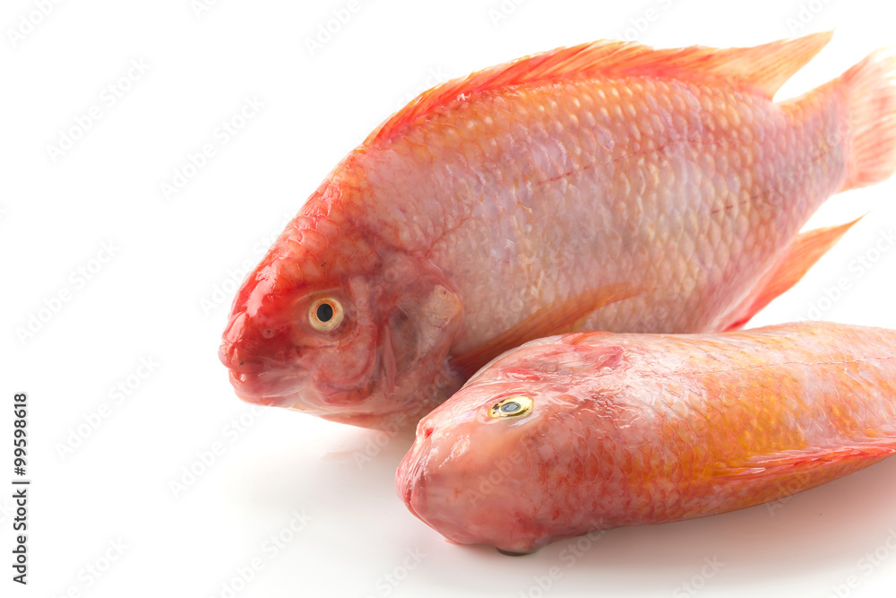 Obraz premium Red Tilapia