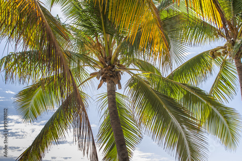 sous les palmes des cocotiers de Grande Anse, île de la Réunion  © Unclesam