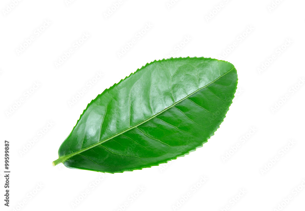 Obraz premium Green tea leaf isolated on white background